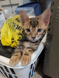 MALE BENGAL KITTEN - Photo 2
