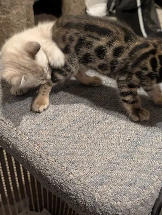 MALE BENGAL KITTEN - Photo 3