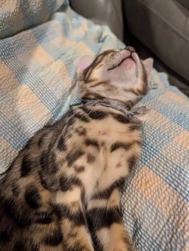 MALE BENGAL KITTEN - Photo 4