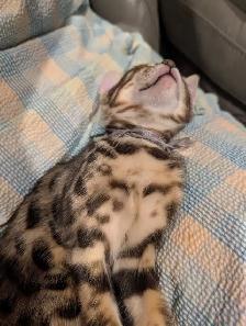 MALE BENGAL KITTEN - Photo 4