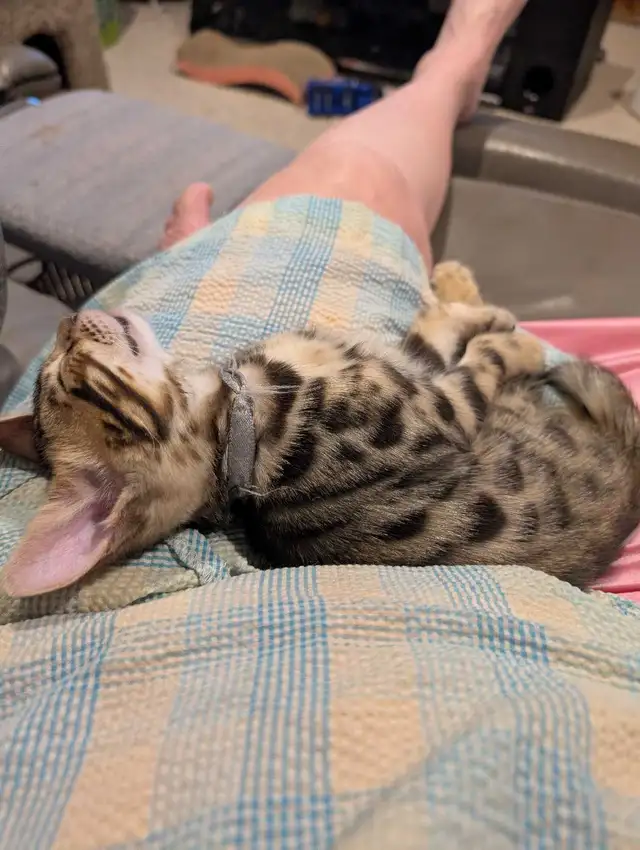 MALE BENGAL KITTEN - Photo 5