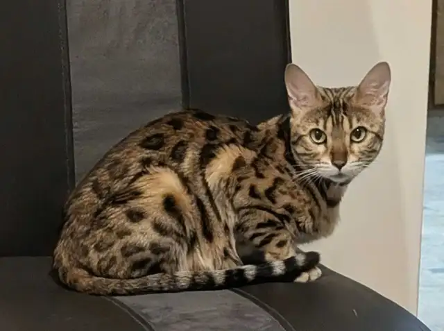 MALE BENGAL KITTEN - Photo 6