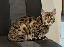 MALE BENGAL KITTEN - Photo 6
