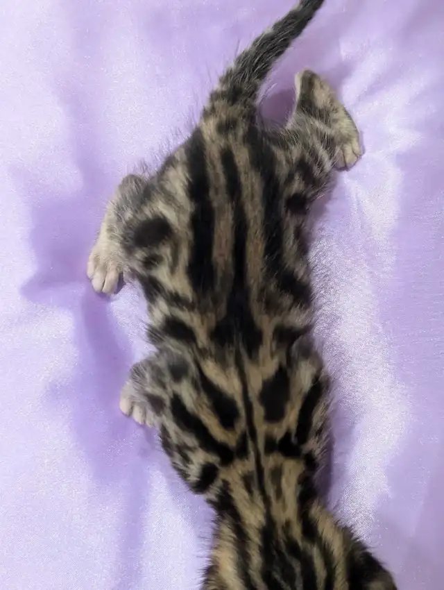 MALE BENGAL KITTEN - Photo 7