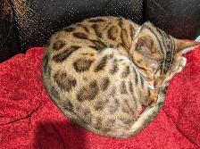MALE BENGAL KITTEN - Photo 8