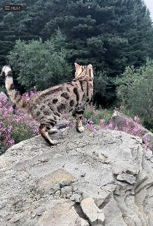 MALE BENGAL KITTEN - Photo 9