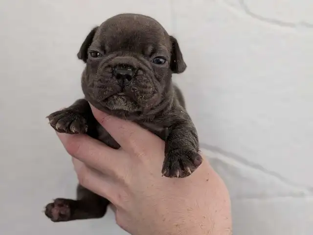 Standard Brindle French bulldog puppies (Chocolate)