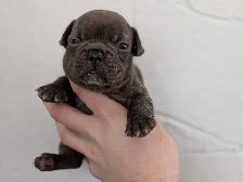 Standard Brindle French bulldog puppies (Chocolate)