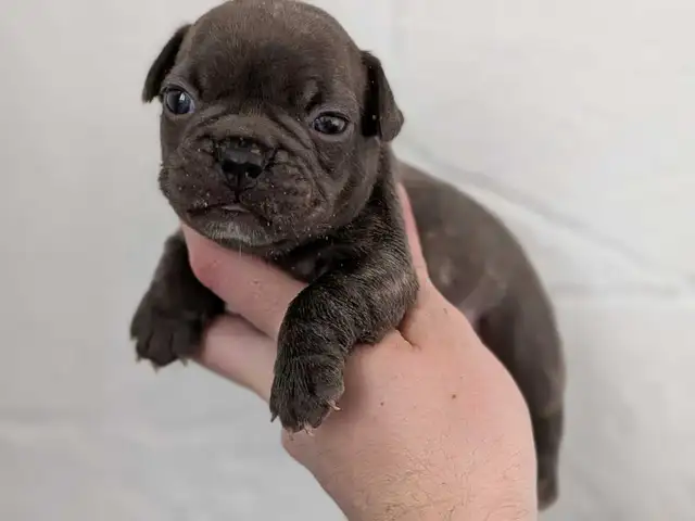 Standard Brindle French bulldog puppies (Chocolate) - Photo 2