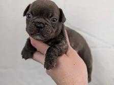 Standard Brindle French bulldog puppies (Chocolate) - Photo 2