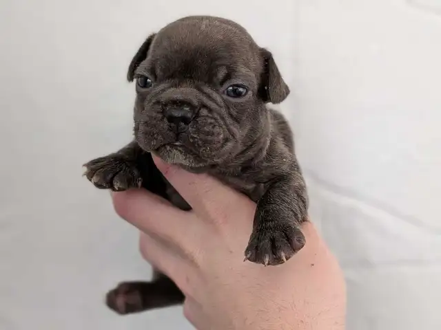 Standard Brindle French bulldog puppies (Chocolate) - Photo 3