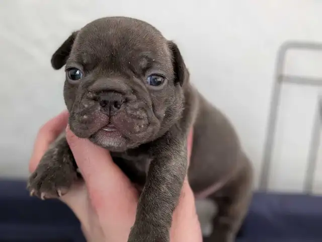 Standard Brindle French bulldog puppies (Chocolate) - Photo 4