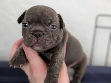 Standard Brindle French bulldog puppies (Chocolate) - Photo 4