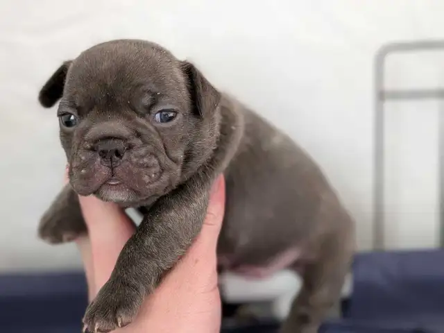 Standard Brindle French bulldog puppies (Chocolate) - Photo 5