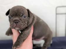 Standard Brindle French bulldog puppies (Chocolate) - Photo 5
