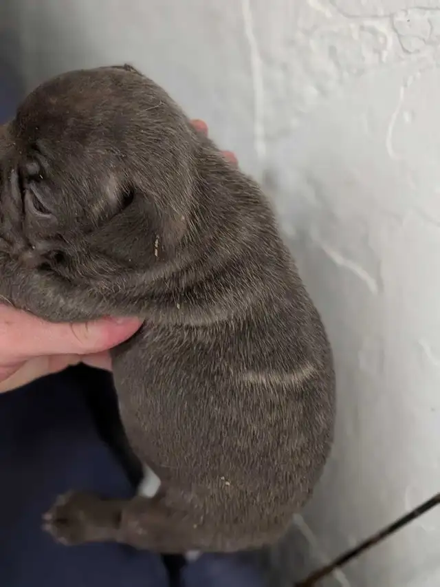 Standard Brindle French bulldog puppies (Chocolate) - Photo 6