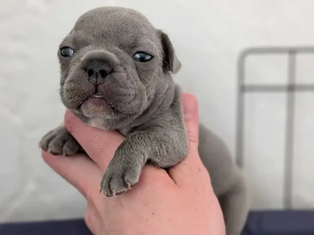 Standard Brindle French bulldog puppies (Chocolate) - Photo 7