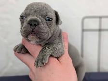 Standard Brindle French bulldog puppies (Chocolate) - Photo 7