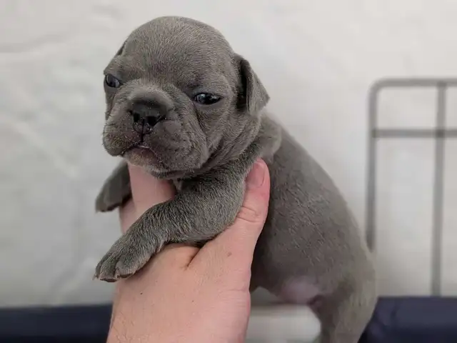 Standard Brindle French bulldog puppies (Chocolate) - Photo 8