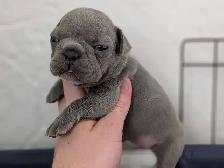 Standard Brindle French bulldog puppies (Chocolate) - Photo 8