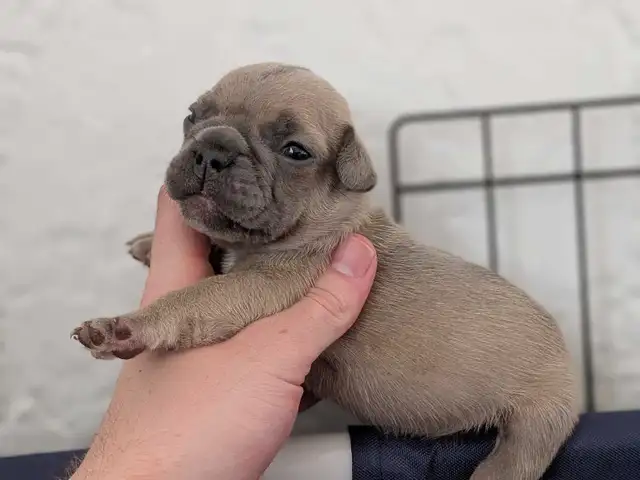 Standard Brindle French bulldog puppies (Chocolate) - Photo 9