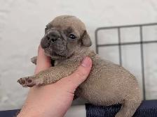 Standard Brindle French bulldog puppies (Chocolate) - Photo 9