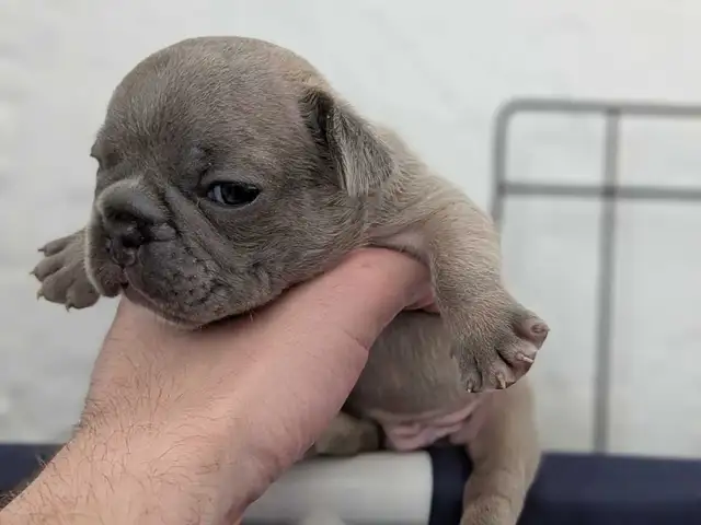 Standard Brindle French bulldog puppies (Chocolate) - Photo 10
