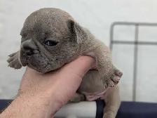 Standard Brindle French bulldog puppies (Chocolate) - Photo 10