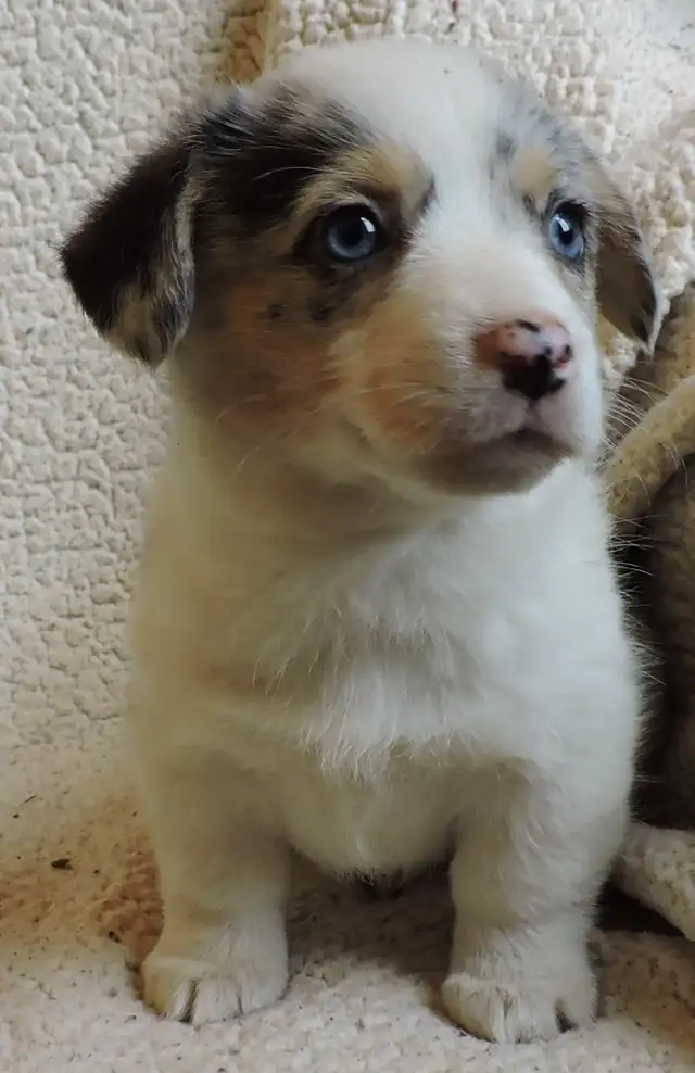 Pembroke Corgi Puppies- Ready April 25th
