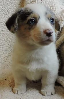 Pembroke Corgi Puppies- Ready April 25th