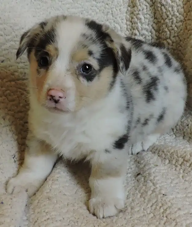 Pembroke Corgi Puppies- Ready April 25th - Photo 2