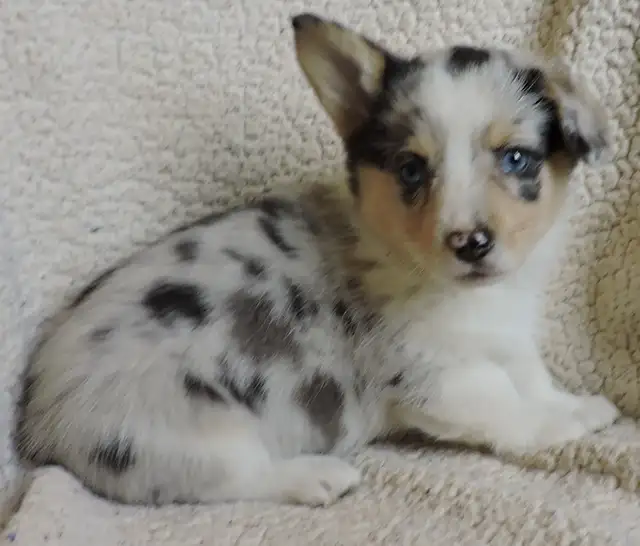 Pembroke Corgi Puppies- Ready April 25th - Photo 3