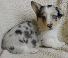 Pembroke Corgi Puppies- Ready April 25th - Photo 3