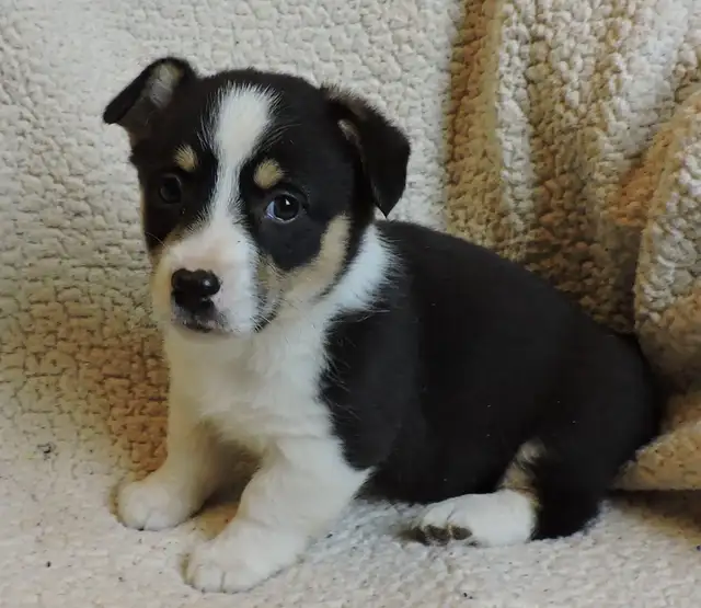 Pembroke Corgi Puppies- Ready April 25th - Photo 4