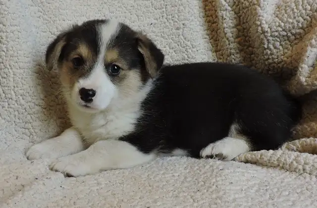 Pembroke Corgi Puppies- Ready April 25th - Photo 5