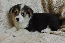 Pembroke Corgi Puppies- Ready April 25th - Photo 5