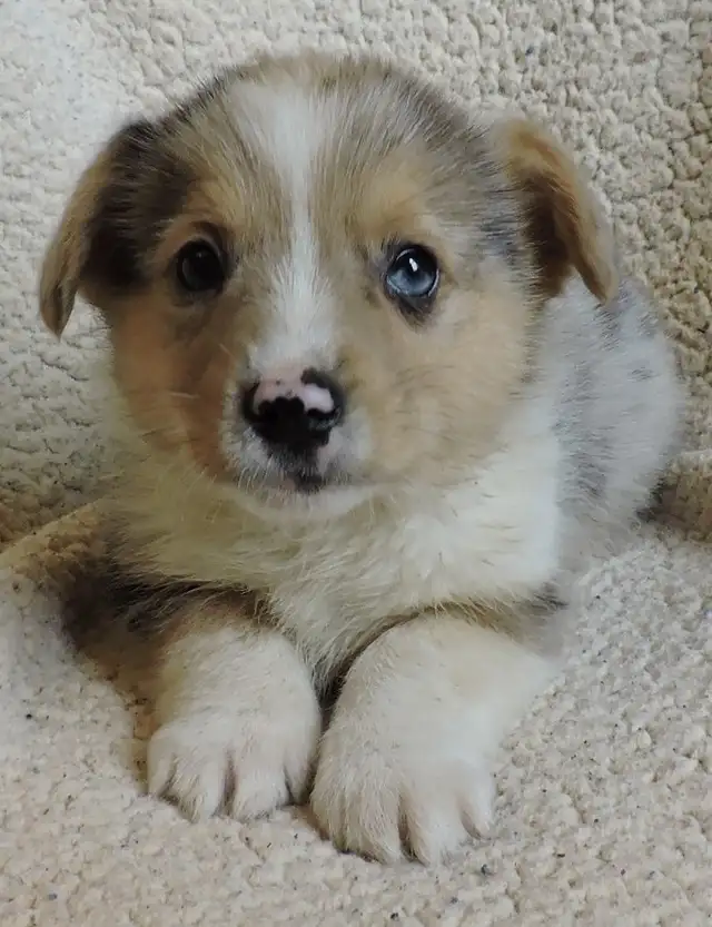 Pembroke Corgi Puppies- Ready April 25th - Photo 6