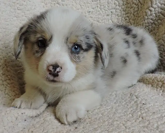 Pembroke Corgi Puppies- Ready April 25th - Photo 7