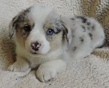 Pembroke Corgi Puppies- Ready April 25th - Photo 7