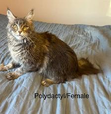 Beautiful purebred Maine Coon kittens