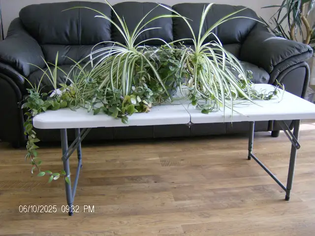 FREE CUTTINGS FROM HOUSE PLANT