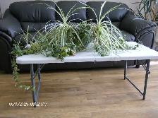 FREE CUTTINGS FROM HOUSE PLANT