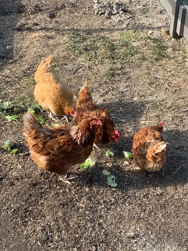 4 free chickens