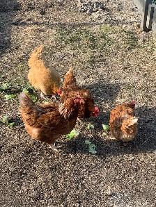 4 free chickens