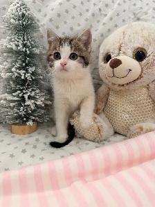 ❤️ Bengal/Siberian kittens ❤️(437) 292-1163 - Photo 3