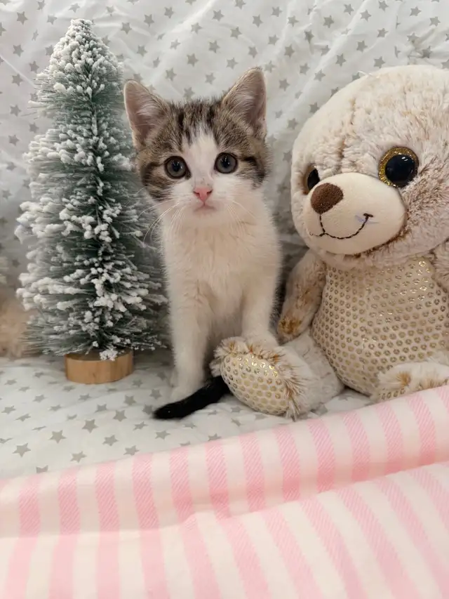 ❤️ Bengal/Siberian kittens ❤️(437) 292-1163 - Photo 4