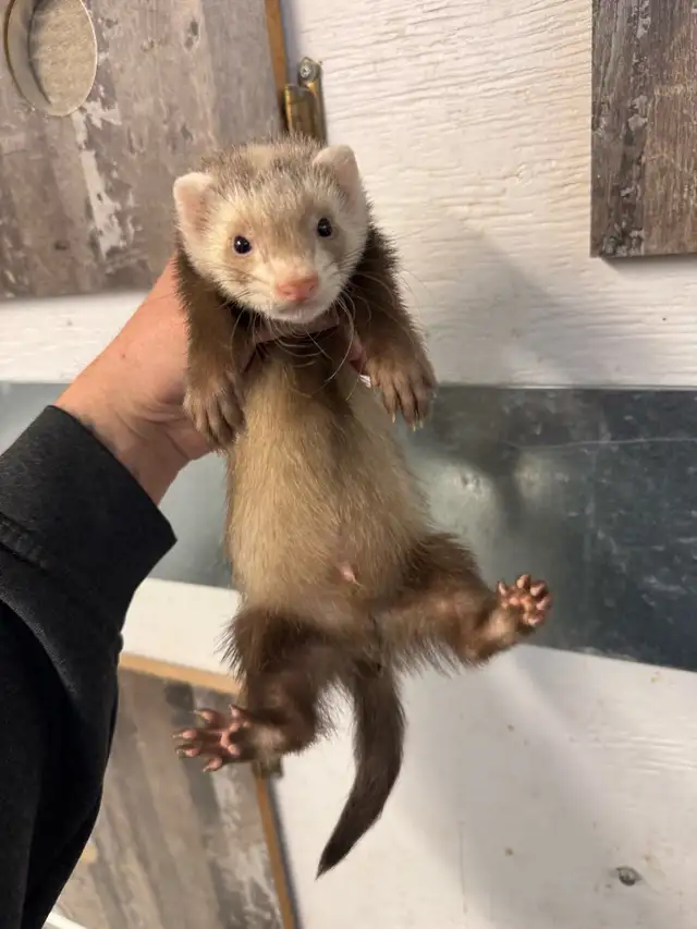 2 bebe Furret marshall male / 2 male baby marshall ferrets