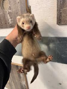 2 bebe Furret marshall male / 2 male baby marshall ferrets