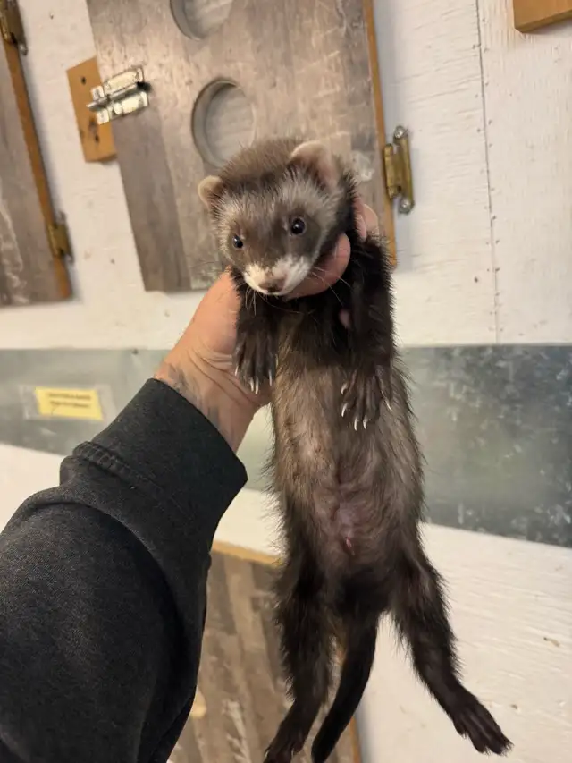 2 bebe Furret marshall male / 2 male baby marshall ferrets - Photo 2