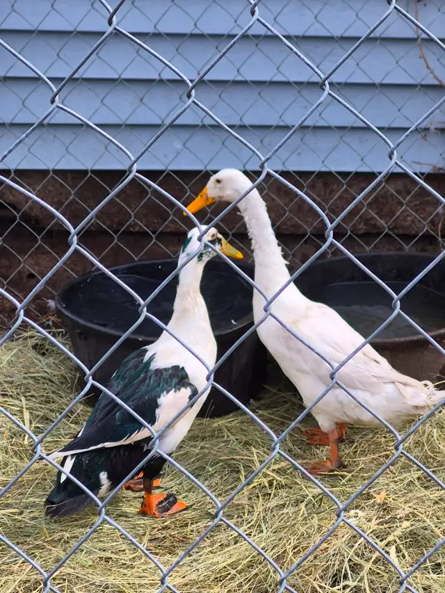 2 male indian runners